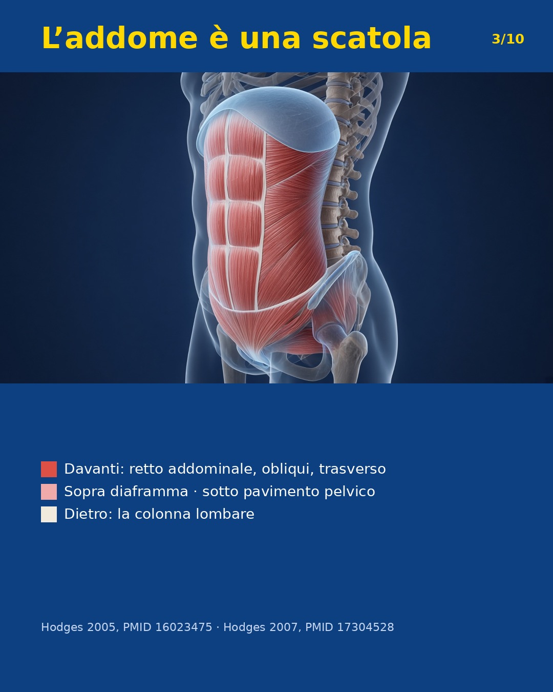 Infografica: la scatola addominale (retto, obliqui, diaframma, pavimento pelvico, colonna) e cosa dicono gli studi su diastasi e mal di schiena
